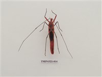 藏品(半翅目)的圖片